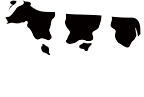 ホルスタイン種 （初妊娠牛）