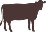 肉牛