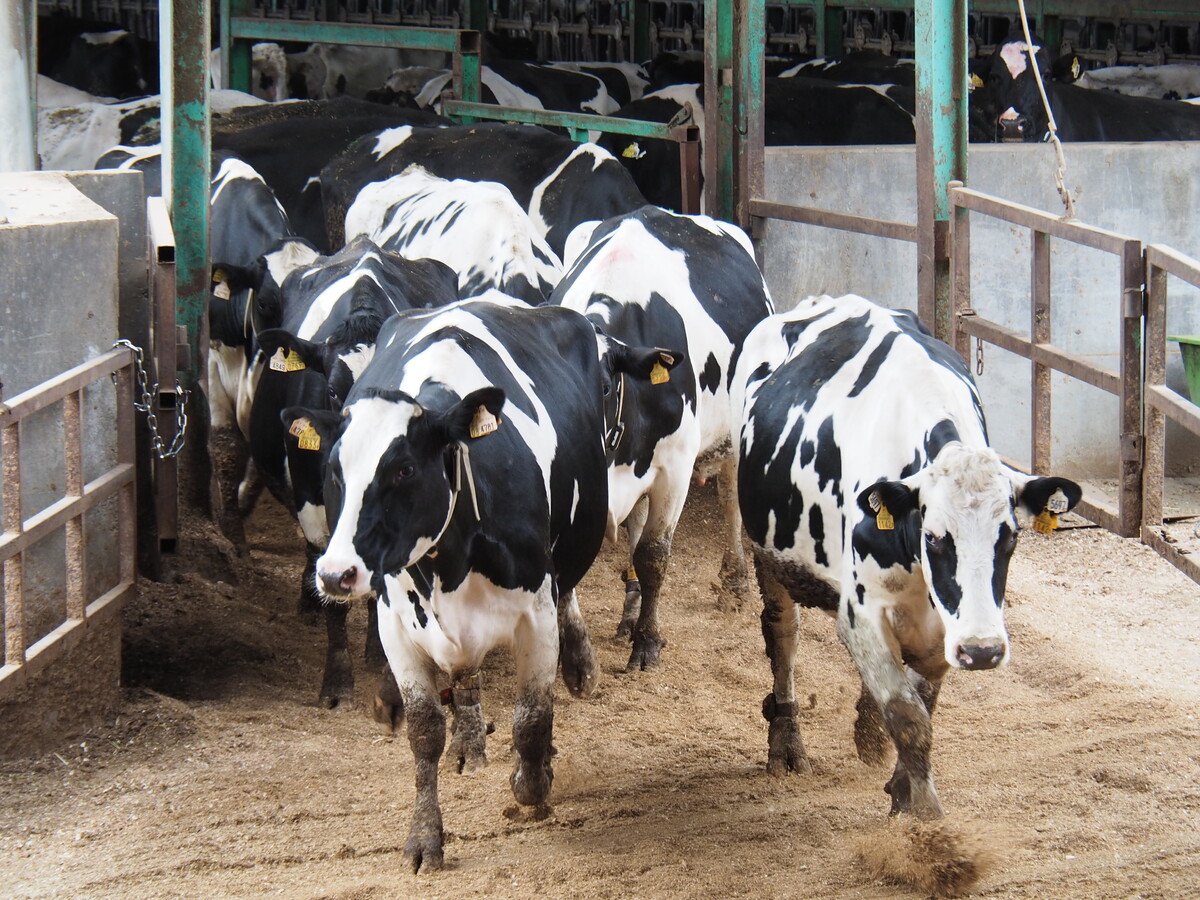 ジェイイーティ (JET) ファーム